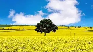 Tanaman Minyak Nabati Eropa ini Ternyata Paling Rakus Air. Sawit Gimana?