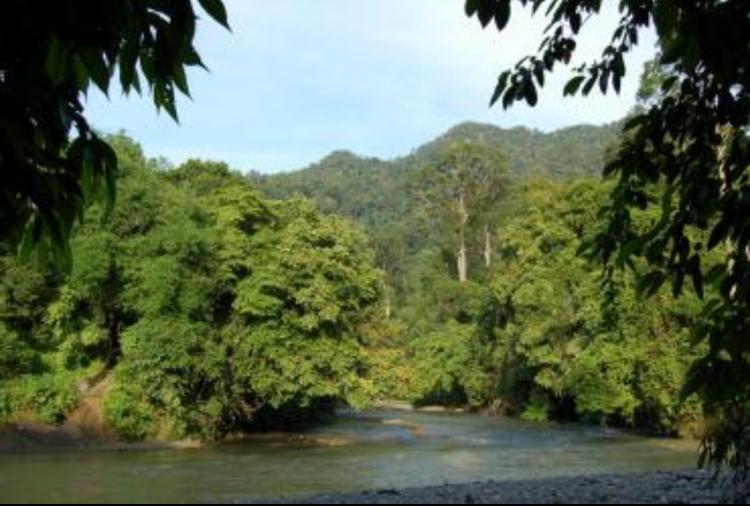 Laju Deforestasi Indonesia Tahun 2021-2022 Turun 8,4%