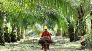 Petani Mengaku Kesulitan Menjual Kebun Sawitnya, Ini Pandangan Pengamat