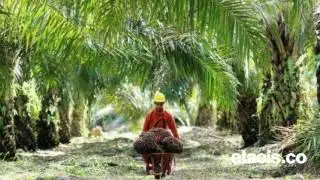 Gara-gara Harga Sawit Turun, NTP Riau Juni 2023 Anjlok 4,20 Persen