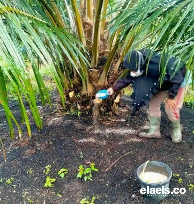 Perlu Dicatat Petani, Ini pH Tanah yang Ideal untuk Pertumbuhan Optimal Kelapa Sawit