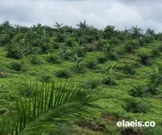 Ada Tiga Fase, Begini Instruksi Mentan Soal Pelaksanaan Fasilitas Pembangunan Kebun Masyarakat