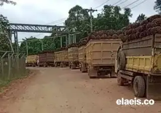 Tren Meningkat, Segini Rata-rata Harga Kelapa Sawit Swadaya di Sumut