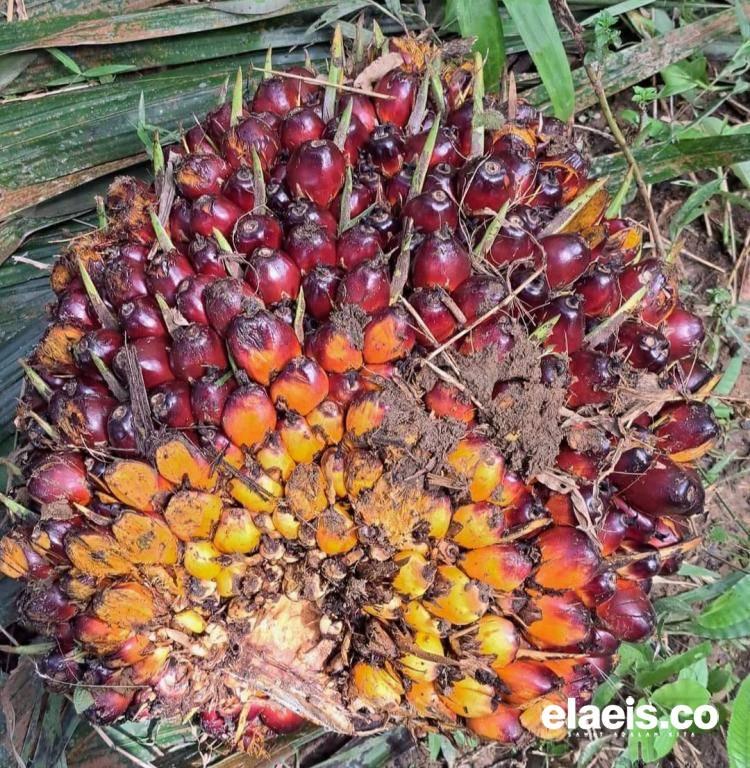 Agar CPO Indonesia Tak Kena Blacklist, Petani Jangan Tanam Sawit di Dalam Kawasan Hutan