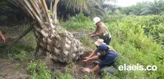 Selamat Datang di eNose-G gen 3