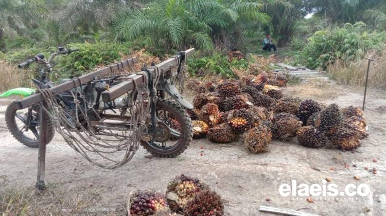 Kembali Meningkat, Kelapa Sawit di Kalbar Dihargai Rp2.248,15/Kg