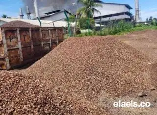 Bak Primadona, Jepang dan Thailand 'Bertarung' Dapatkan Cangkang Sawit Bengkulu, Ini Pemenangnya!