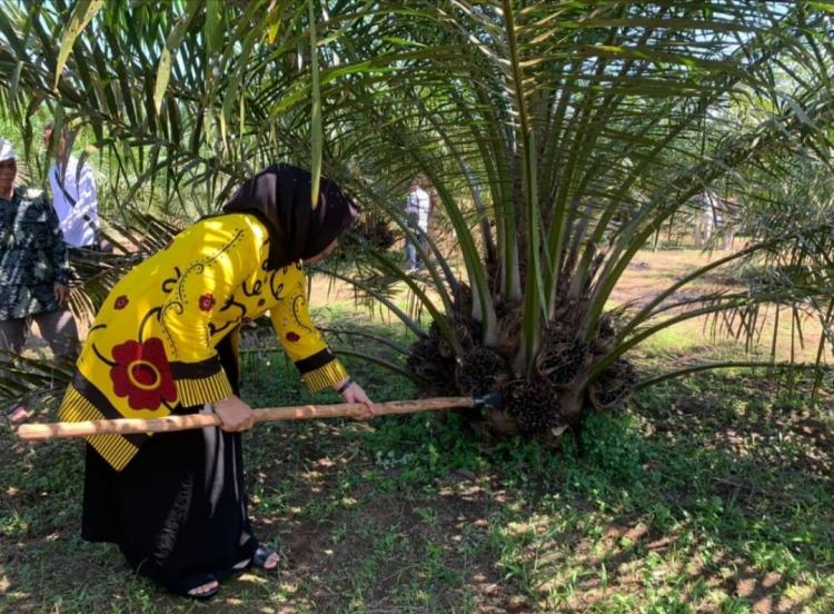 Petani Minta Ada Jaminan Harga Bagi TBS Sawit dari Kebun PSR