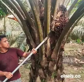 Skema Penetapan Harga Dinilai Belum Merata, Petani Sawit di Bengkulu Minta Kepastian