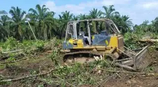 Ratusan Hektar Kebun Sawit di Bireun Butuh Peremajaan