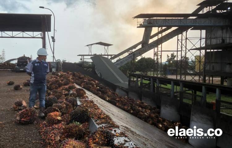 Cerita Sontoloyo Sertfikasi ISPO