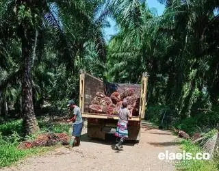 Petani Sawit di Bengkulu Perlu Kembangkan Tanaman Lain