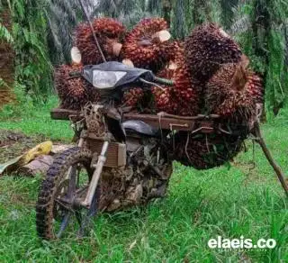 Petani Mandiri Full Senyum, Harga TBS Mitra Swadaya di Riau Naik Rp83,13/Kg