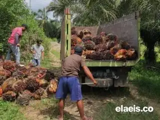 Harga Kelapa Sawit di Aceh Naik, tapi Petani masih Dihadapkan Biaya Pengangkutan yang Tinggi