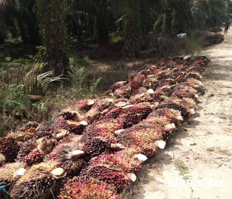 Berikut Daftar Harga Jual CPO dan Kernel di Riau Minggu Ini