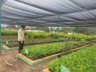 Ratusan Ribu Bibit Pohon Siap Dibagikan Gratis untuk Masyarakat