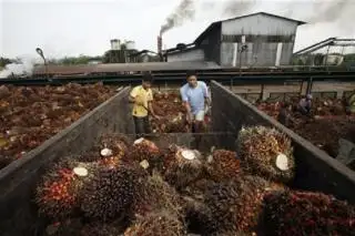 Ternyata PKS Tidak Hadir dalam Rapat Penetapan Harga Sawit Tidak Menjadi Soal, Asalkan Begini