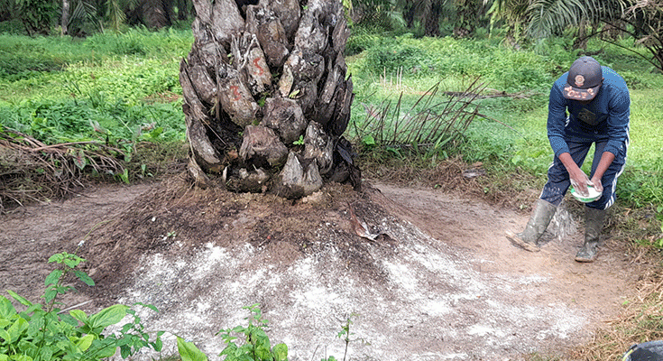 Petani Jangan Sampai Nyesal, Pemupukan saat Cuaca Ekstrem Fatal Bagi Tanaman Sawit