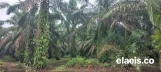 Kepengen Punya Kebun Sawit, Datang ke Mukomuko, per Hektar Masih Ada Rp50 Juta