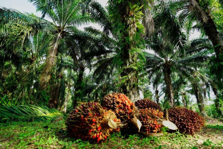 Pemupukan Sudah Tapi Hasil Kebun Sawit Tak Moncer, Begini Solusinya Versi APKS Bengkulu