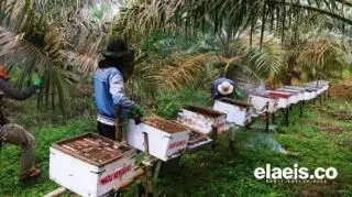 Madu Bikin Para Petani Sawit di Daerah Ini Cuan Jutaan Rupiah
