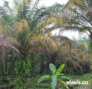 Walau Sumber Cuan, Bisnis Lidi Sawit Belum Booming di Bengkulu