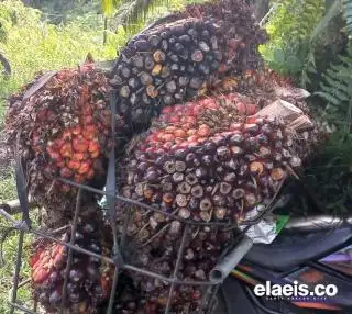 Kacau! Harga TBS Sawit Plasma di Riau Turun Lagi Jadi Segini...