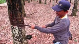 Kecewa dengan Harga, Petani Karet Bengkulu Utara Siap-siap Beralih ke Sawit