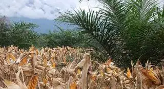 Ingatkan Petani Sawit Hadapi Musim Kemarau, Prof Zainal: Jangan Lupa Diversifikasi Tanaman