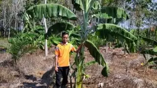 Produksi Sawit Turun, Petani Seluma Dapat Penghasilan Tambahan dari Pisang Kepok