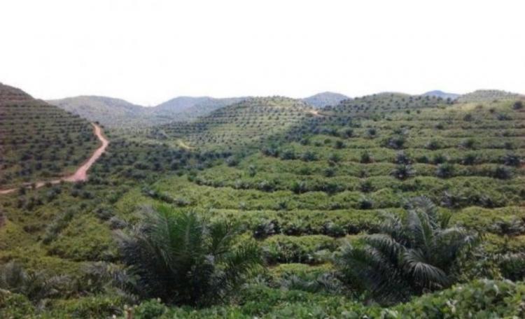 Kebun Sawit Berpotensi Dikembangkan Jadi Objek Wisata