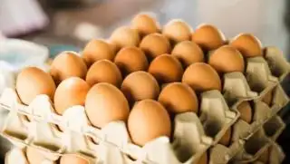 Petani Sawit Diminta Bantu Tingkatkan Konsumsi Telur dan Daging Ayam