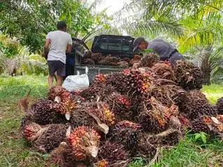 Sempat Turun, Harga Sawit Jambi Kini Naik Lagi