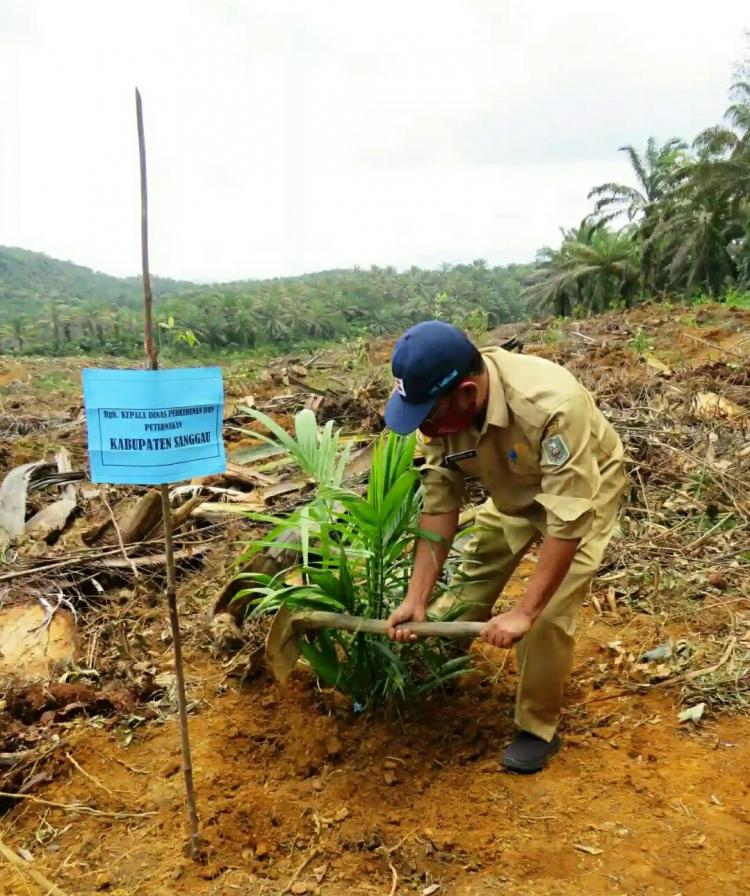 Tersedia Dana Rp 90 Miliar, Petani Sawit Sanggau Diminta Tak Sia-siakan Hibah PSR