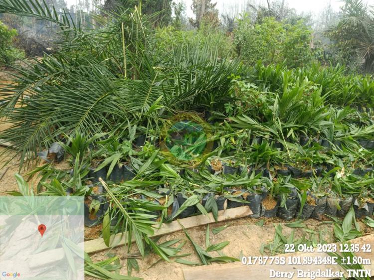 Ratusan Bibit Sawit Siap Tanam Ditemukan di Kawasan TNTN yang Terbakar