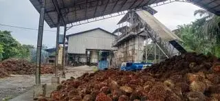Bengkulu Selatan Buka Pintu Lebar-lebar Buat Investor Sawit