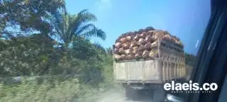 Sederet Masalah Petani Sawit PR Mentan Amran Sulaiman