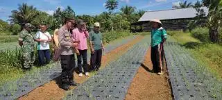Kembangkan Budidaya Bawang Merah, Bibit Gratis Dibagikan ke Petani Mukomuko