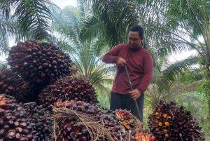 NTP Riau Oktober 2023 Naik 0,82 Persen, Begini Penjelasan BPS