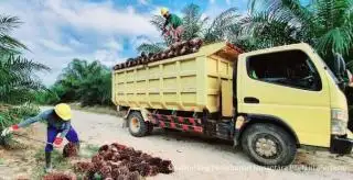 Pembentukan Sub Holding PalmCo Didukung Kalangan Akademisi
