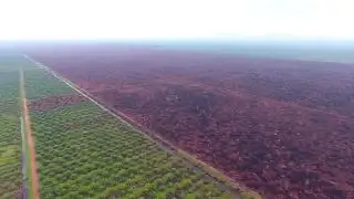 Progres Pemutihan Sawit dalam Kawasan Hutan Bikin Penasaran, KLHK Didesak Transparan