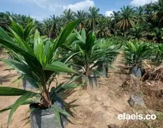 Petani di Bengkulu Utara Wajib Tanam Bibit Sawit Bersertifikat, Kalau Eggak Siap-siap!