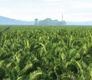 Dapat Rp 310,98 Miliar, DBH Sawit Kalbar Diharapkan Cair Sebelum Desember