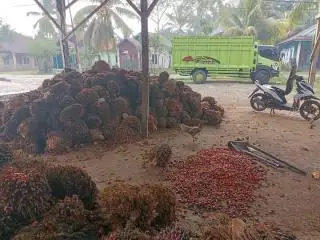 RKP Sudah Beres, Bengkulu Utara Tinggal Tunggu Kiriman Rp12,7 Miliar DBH Sawit Dari Kementerian Keuangan