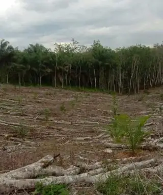 Lewat Program Ekstensifikasi, Petani Bebas Pilih Mau Kembangkan Karet atau Sawit