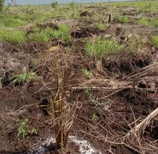 Sempat Ludes Terbakar, Petani Ketapang kembali Tanam Sawit di Lahan Gambut