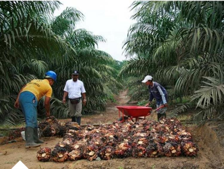 Sektor Kelapa Sawit Serap Ratusan Ribu Tenaga Kerja di Bengkulu
