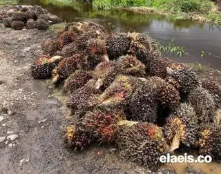 Harga Sawit di Bengkulu Utara Naik Jadi Rp2.340 per Kilo
