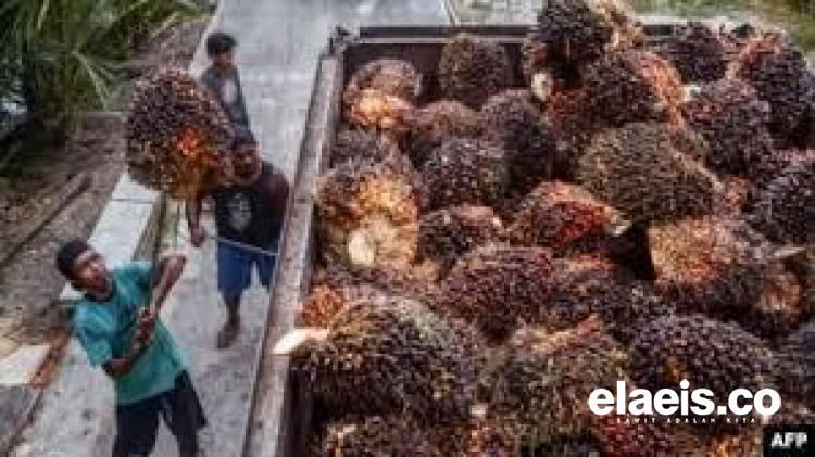 Harga TBS Sawit Plasma di Riau Naik 2,83 Persen, Tembus Angka Rp 2.624/Kg