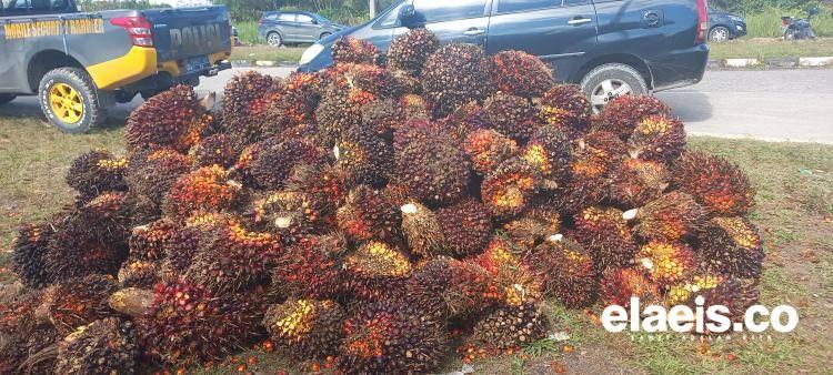 Merangkak Naik, Harga Sawit Sumsel Dibeli Rp2.348,93/Kg